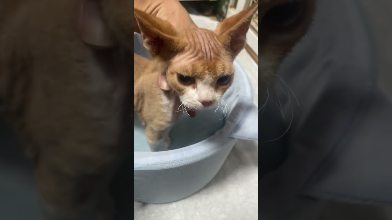 可愛いデボンレックス