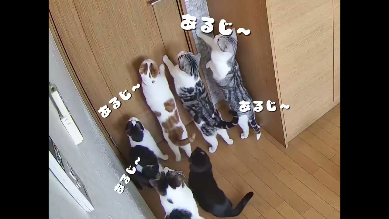 ママが帰ってきたので、猫部屋から出たいヌコ達