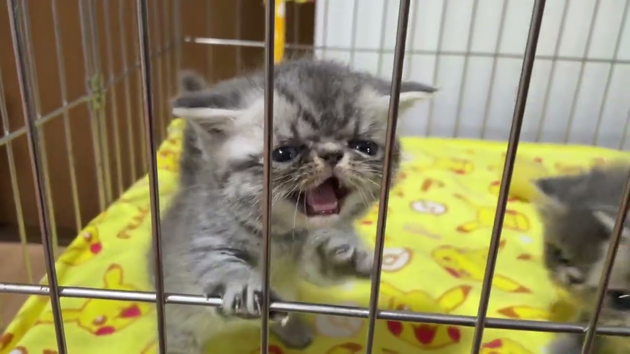 ペルシャ タレ目が可愛い男の子✨（毛色：ブルータビー）