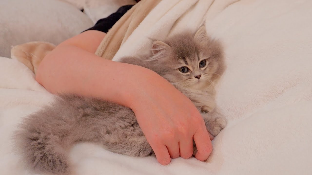 The kitten brothers who always snuggle up to their owners when they sleep are so cute...