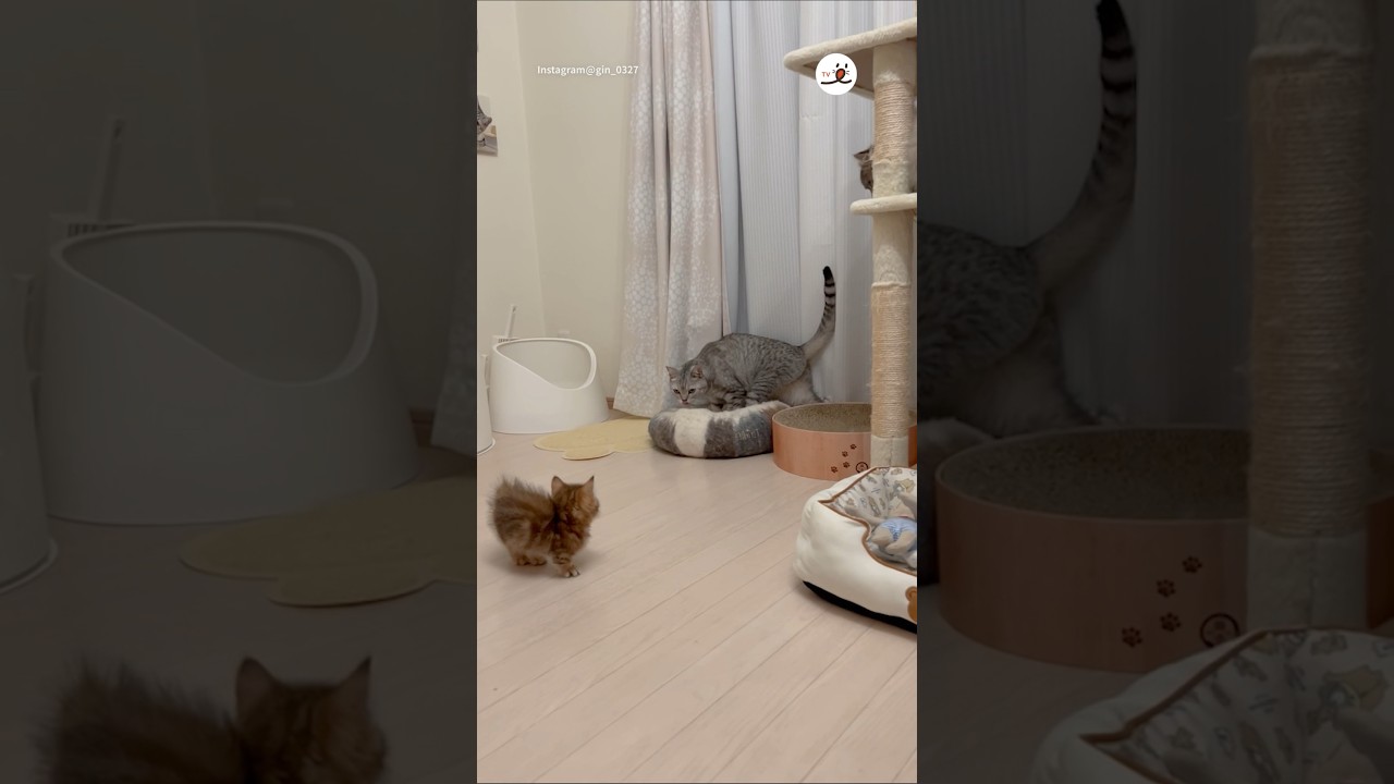 兄猫達にオラオラすぎる子猫さん｜PECO #子猫 #マンチカン #スコティッシュフォールド  #子猫のいる生活 #kitten #munchkin #scottishfold #kittenlife