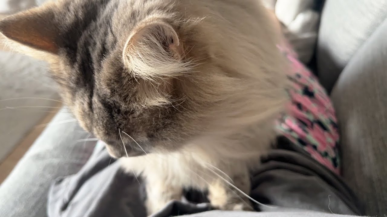 病院から帰ってきて妙に甘えん坊になってしまった猫はこちらです ノルウェージャンフォレストキャット