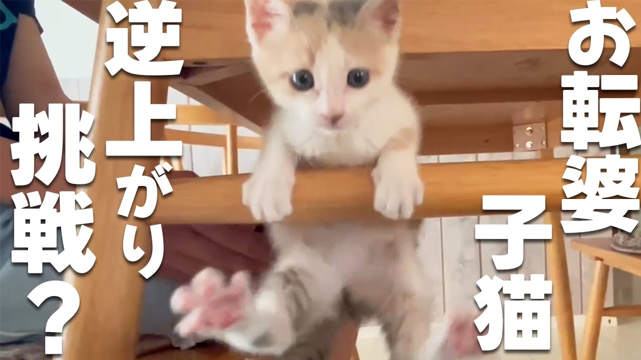 逆上がりに挑戦する子猫！お転婆三毛猫つゆちゃんが可愛すぎました【保護猫・元野良猫】