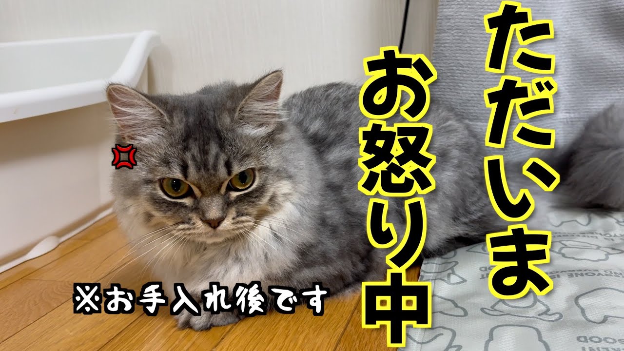 お尻の毛を刈られた子猫がこうなっちゃいましたw