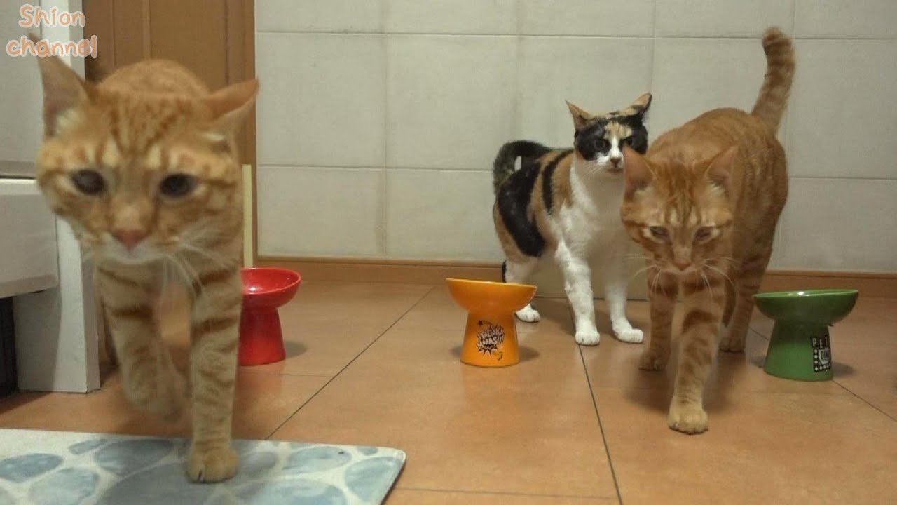 ご飯が待ちきれない猫たちの様子 ～パワハラ編～