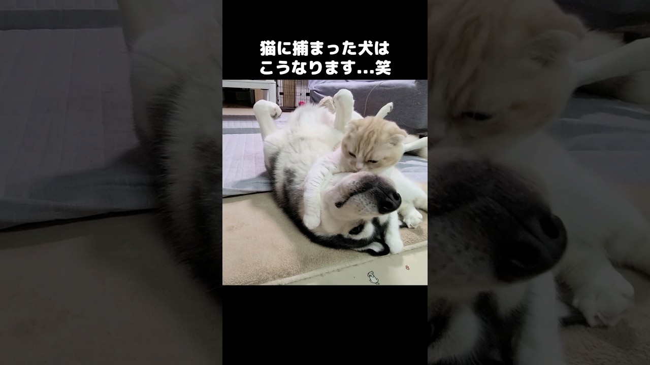 猫に捕まった犬はこうなります...笑#shorts