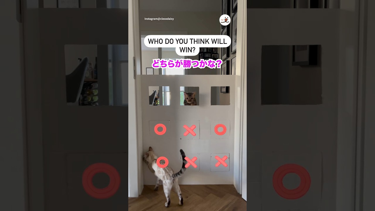 猫たちの⭕️❌ゲーム🎮｜PECO #ベンガル #猫 #愛猫家 #猫のいる暮らし #bengalcat #cat #cats  #catlover #catlife