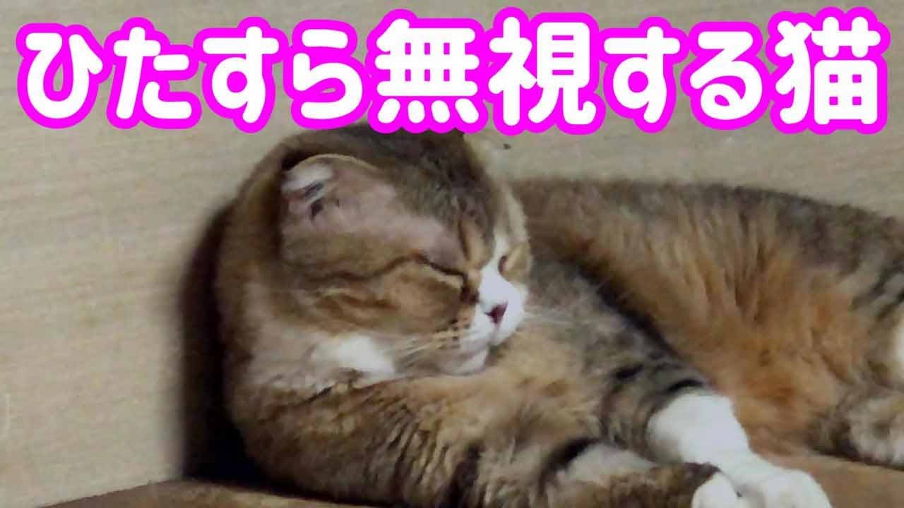 可愛い猫・子猫のスコティッシュフォールドに無視される