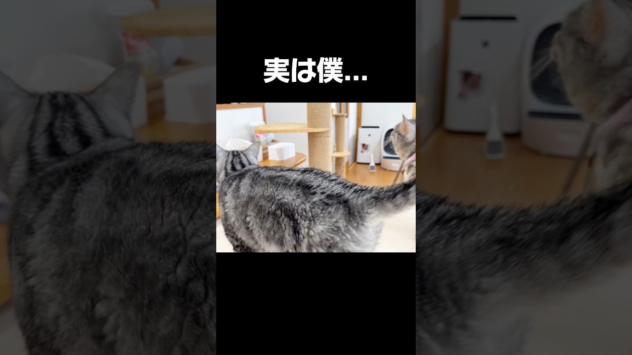 パパ猫の真実とは #猫 #マンチカン #shorts