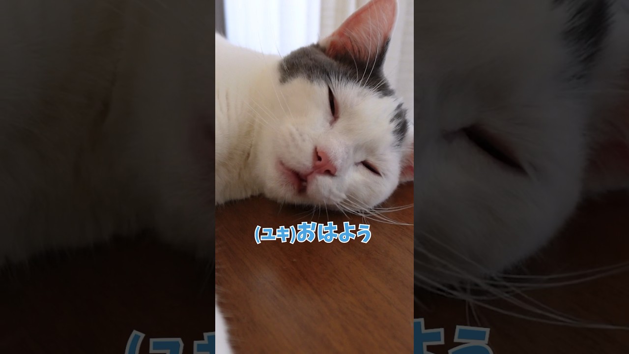 挨拶を返す猫、奇跡の瞬間✨