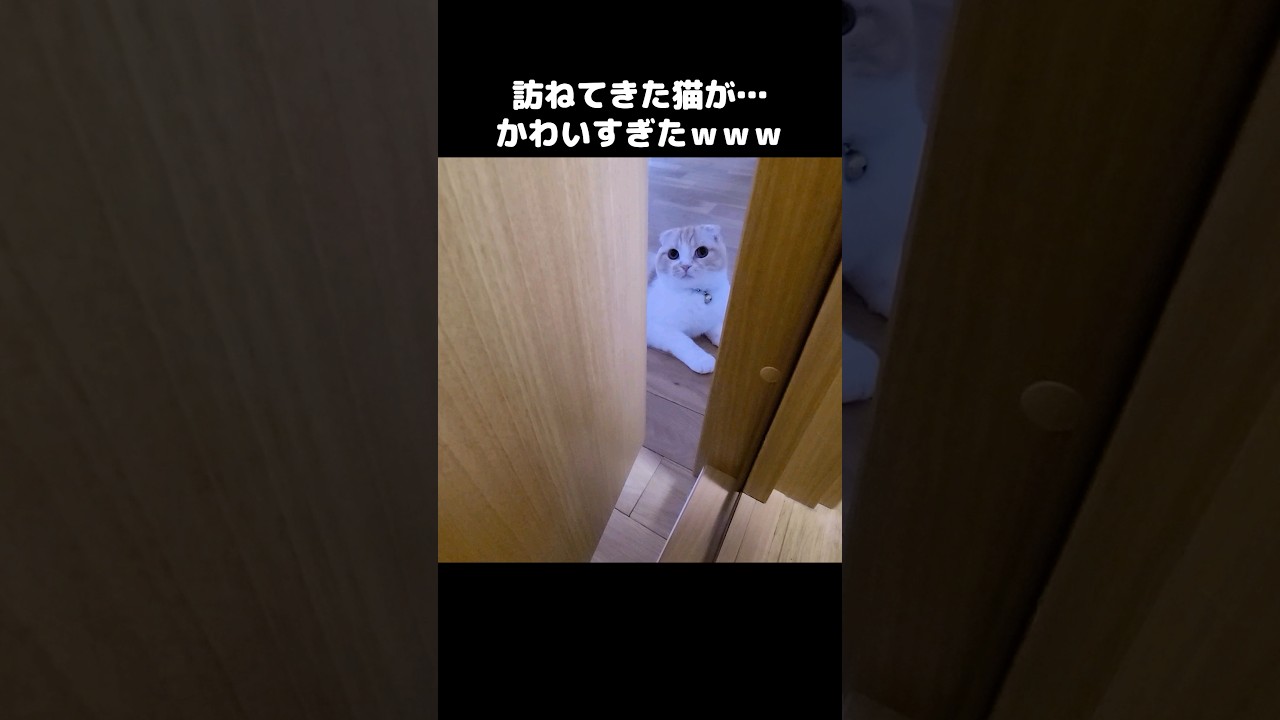 訪ねて来た猫がかわいすぎた...笑#shorts