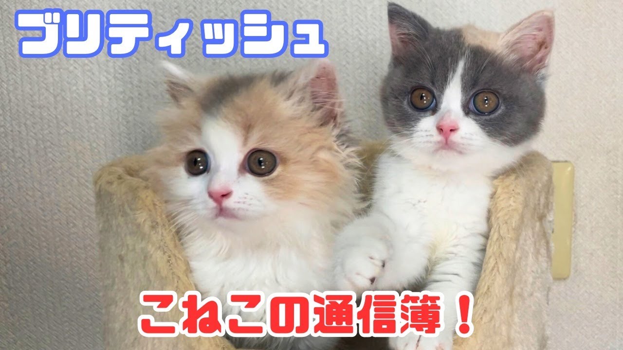 【夏休み前に子猫の通信簿】ブリティッシュショートヘアとブリティッシュロングヘアの姉妹