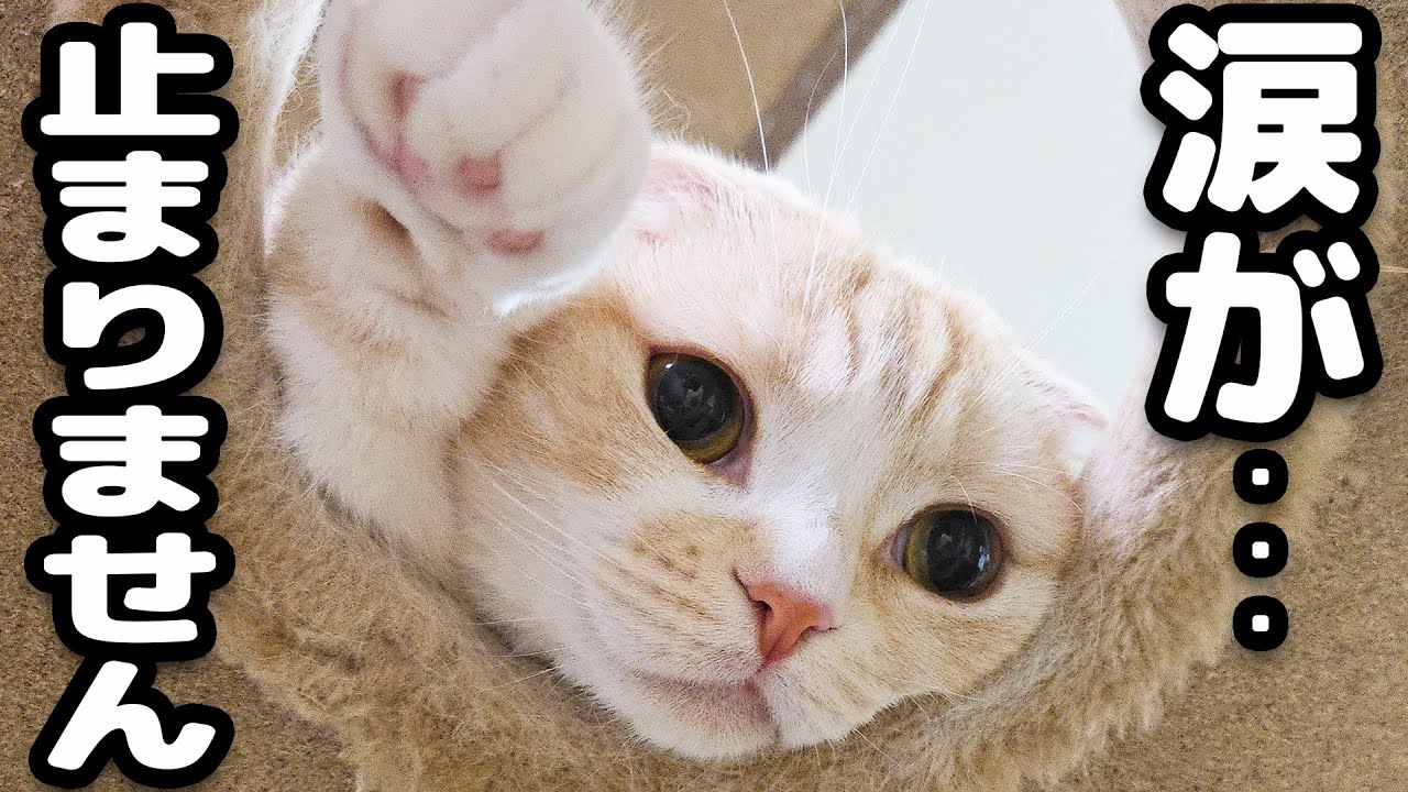 胸が締め付けられ涙が止まりません...