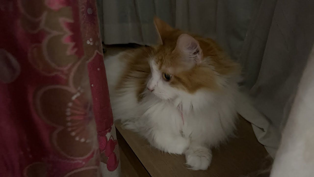 窓辺でくつろぐ猫【マリー（メインクーン）】