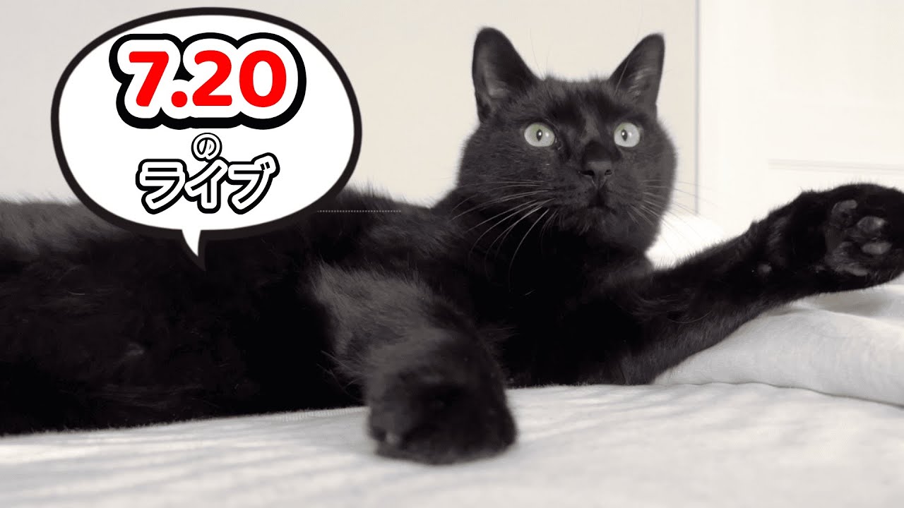 【猫の質問答えます！】猫好き集合ライブ！