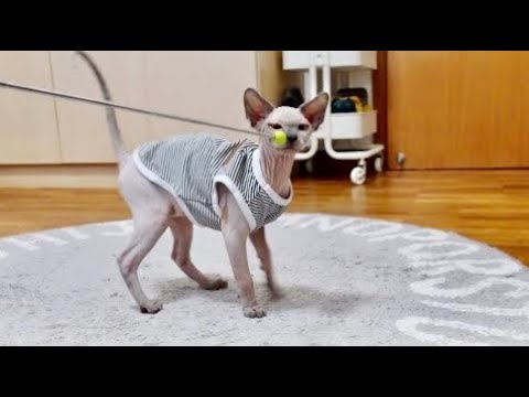 天才かも!?クリッカートレーニングに挑戦する子猫【スフィンクス猫】