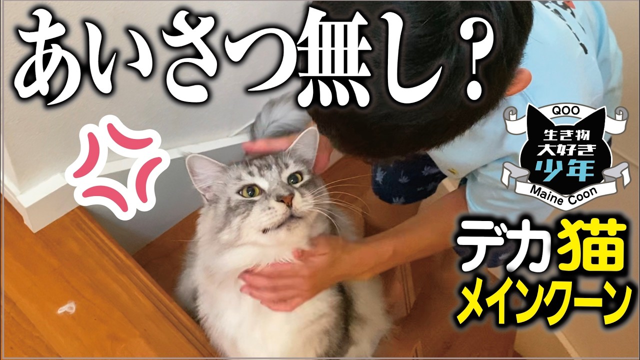 【メインクーン】留守番していた大型猫に、玄関で挨拶しなかったので怒った？不機嫌な大型猫
