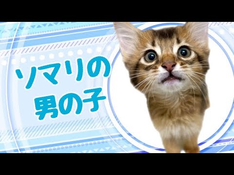 ソマリの子猫　（平野瓜破）