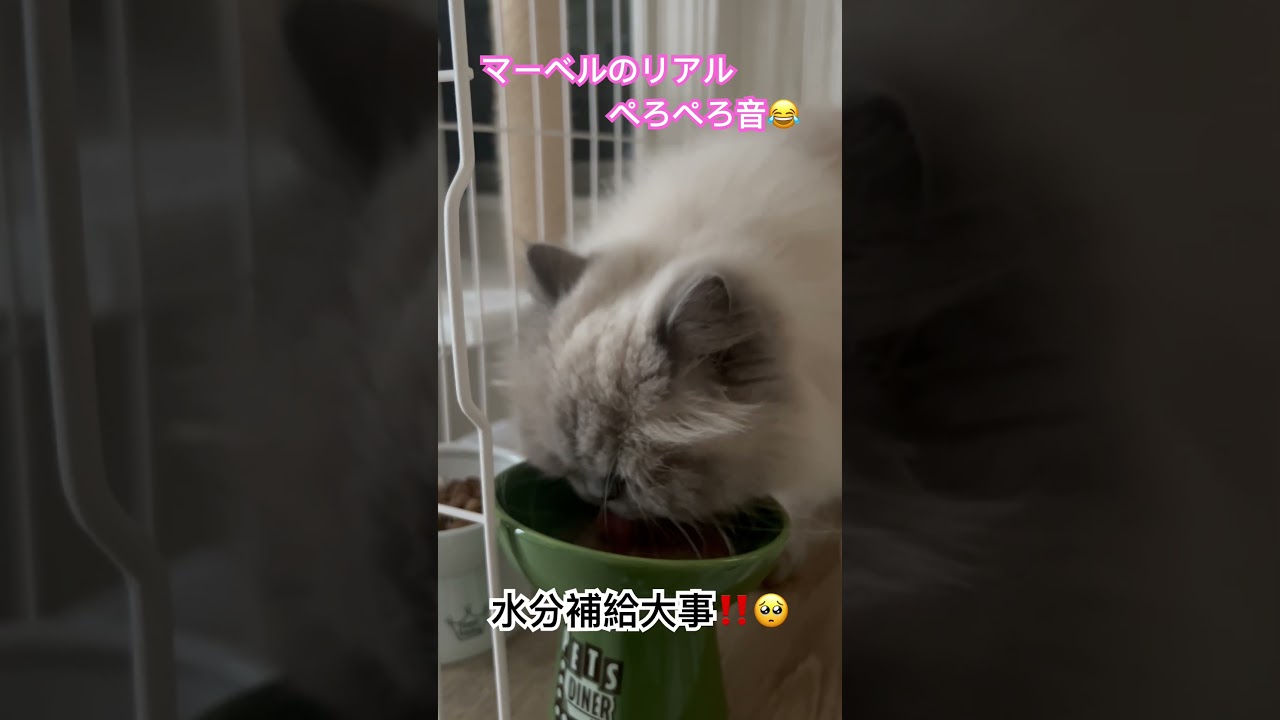 ヒマラヤンのマーベルの水分補給音🐈🐾 #shorts #猫のいる暮らし #ヒマラヤン #cat #水分補給