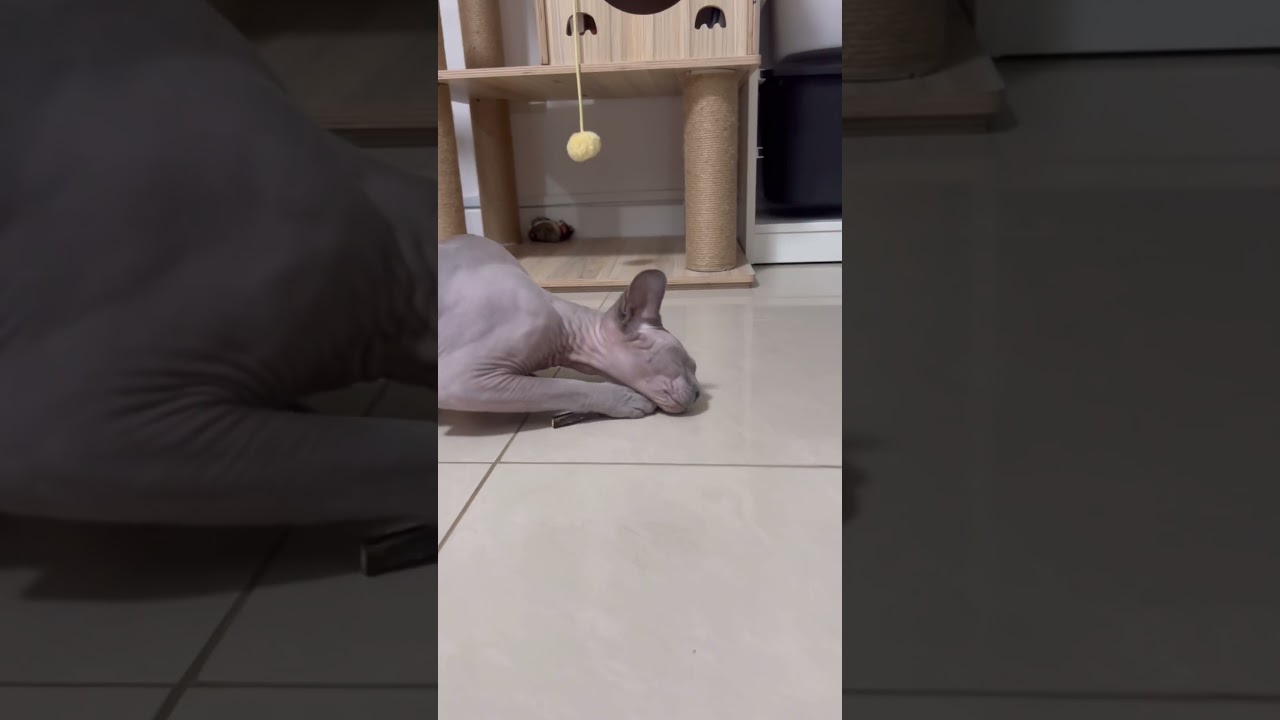 またたびの木でキマる毛のない猫【スフィンクス猫】