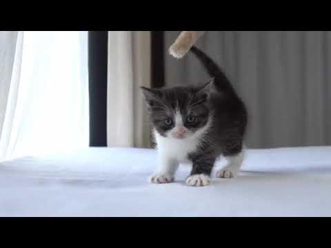 スコティッシュフォールド 穏やかで個性的な可愛い女の子☆