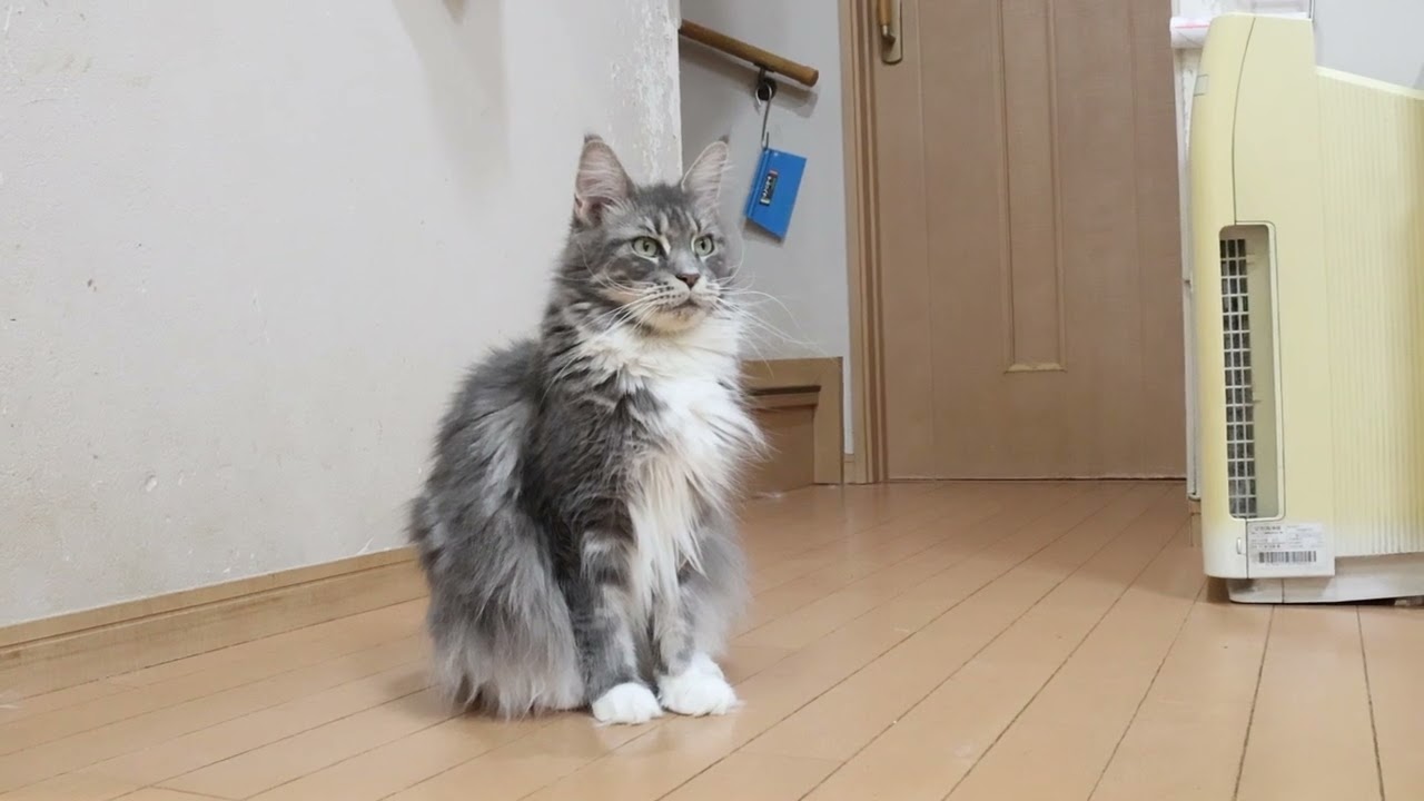 ブルーのメインクーンラーラさん妊娠中