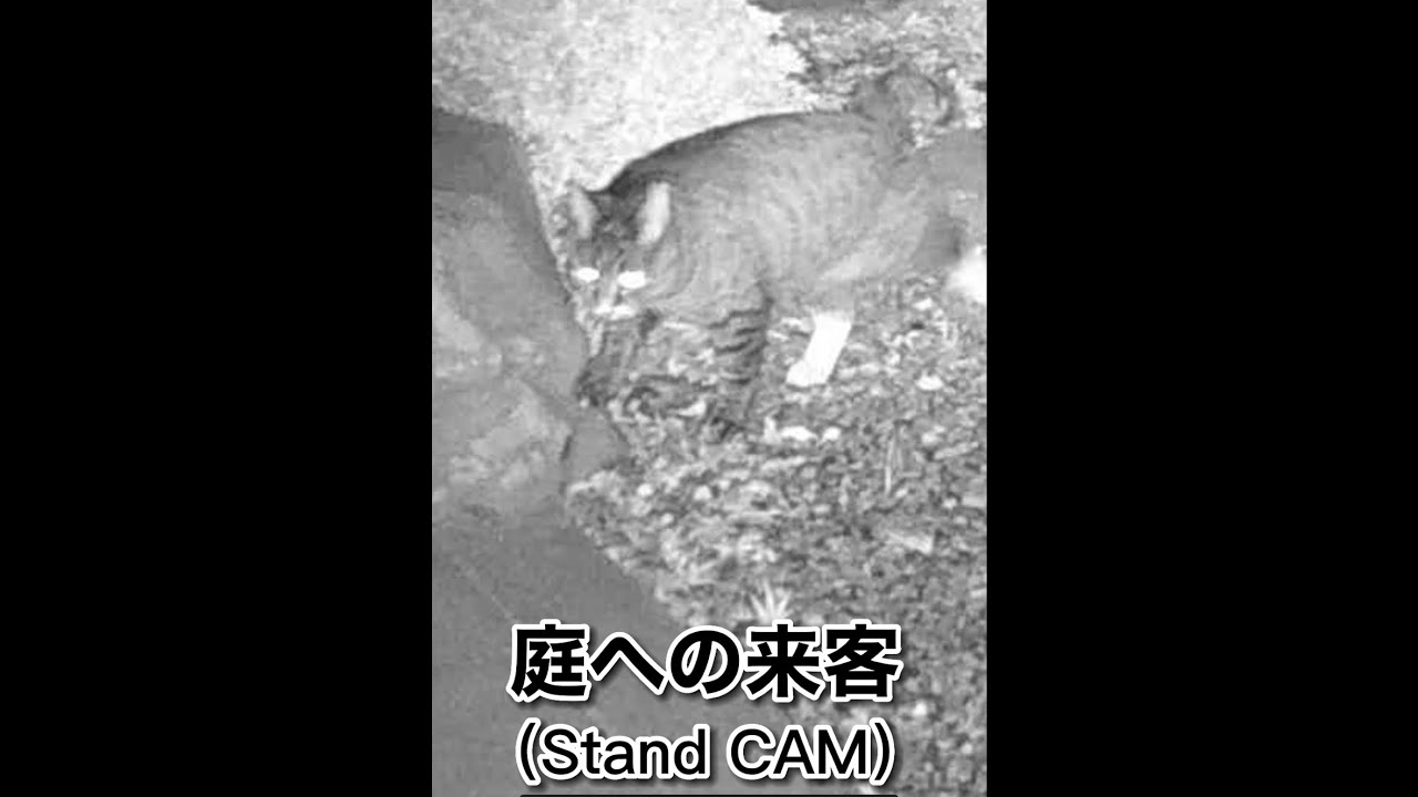 庭への来客、え〜っ短尾の猫さんも！