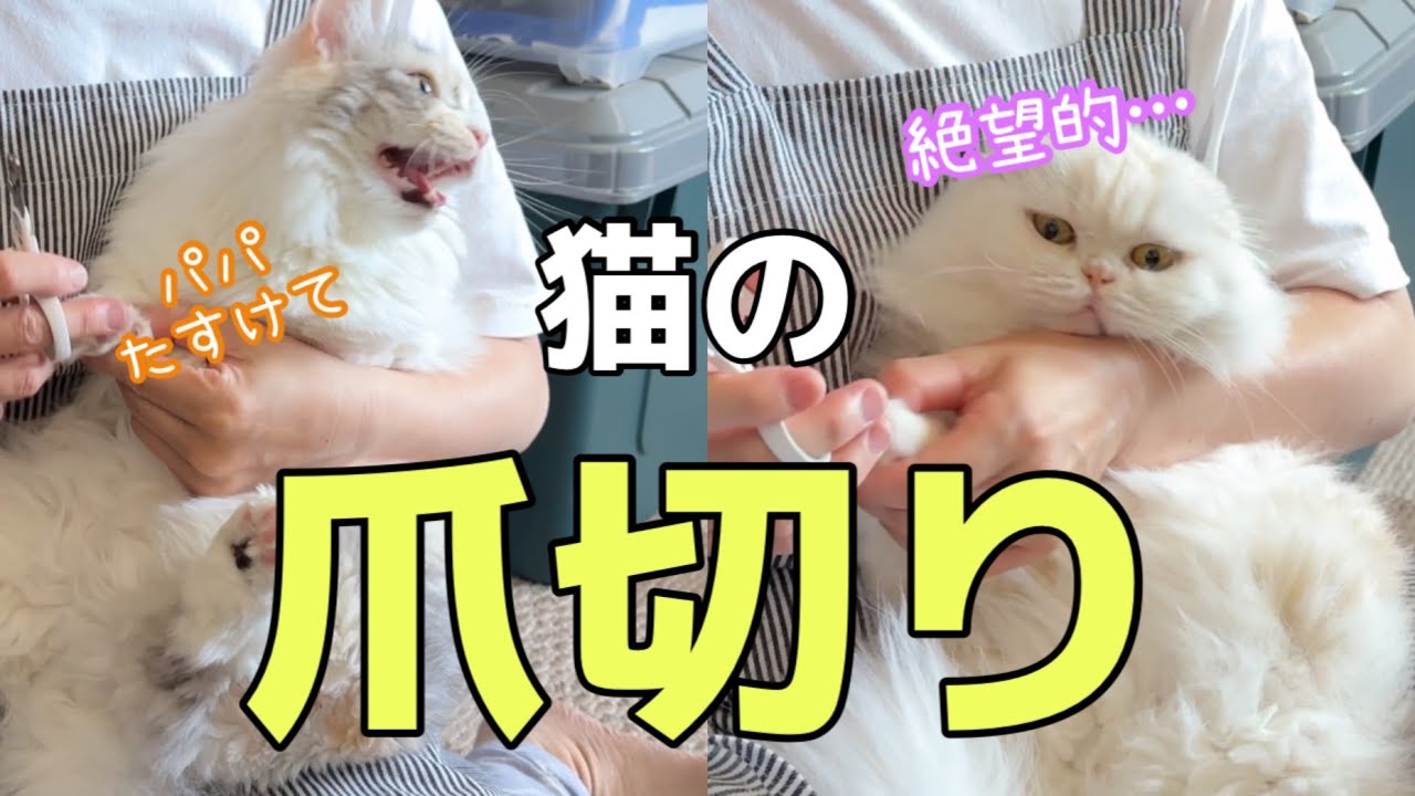 爪切りが大嫌いでパパに助けを求める猫たち