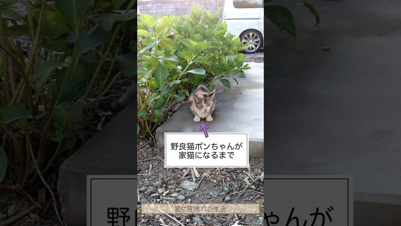 元野良猫ぽんちゃん家猫になる