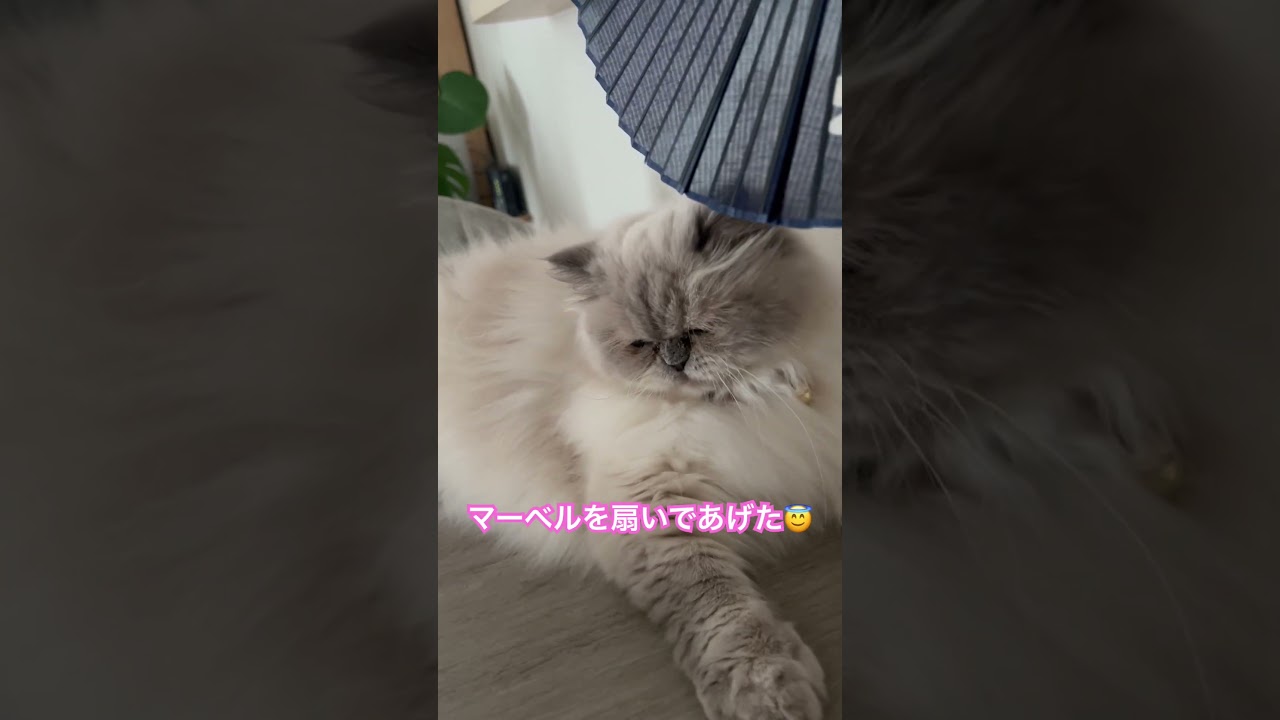 扇子でヒマラヤンのマーベルを扇いであげました🐈🐾 #shorts #猫のいる暮らし #ヒマラヤン #猫好きさんと繋がりたい #マーベル #cat