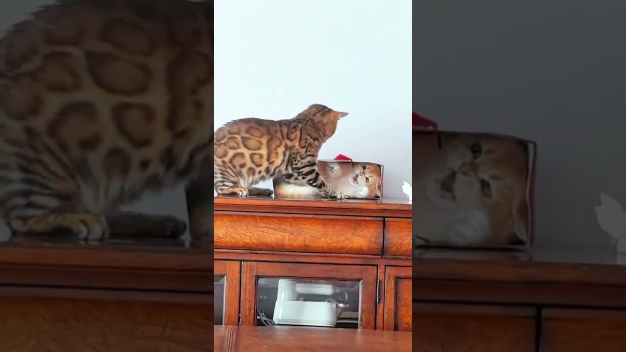 Cat  #animalcute #cat #animals #mouse #subscribe #tommy #viral #viralshort #cats #cattv #catvideos