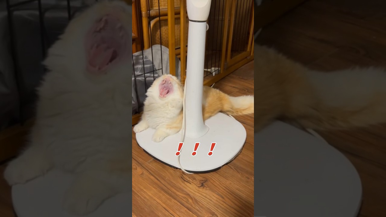 【キンカロー】扇風機の振動が良いらしい【マンチカール】