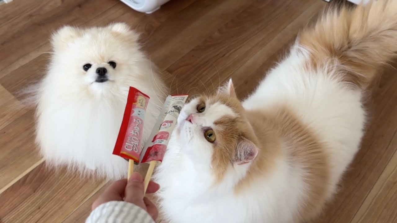 猫と犬にキンキンに冷えた特製アイスをあげたらこうなりましたw