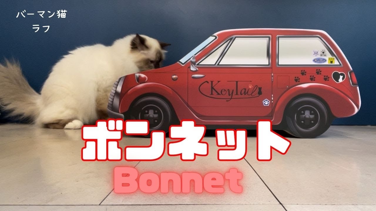 バーマン猫ラフ【ボンネット】Bonnet（バーマン猫）Birman/Cat