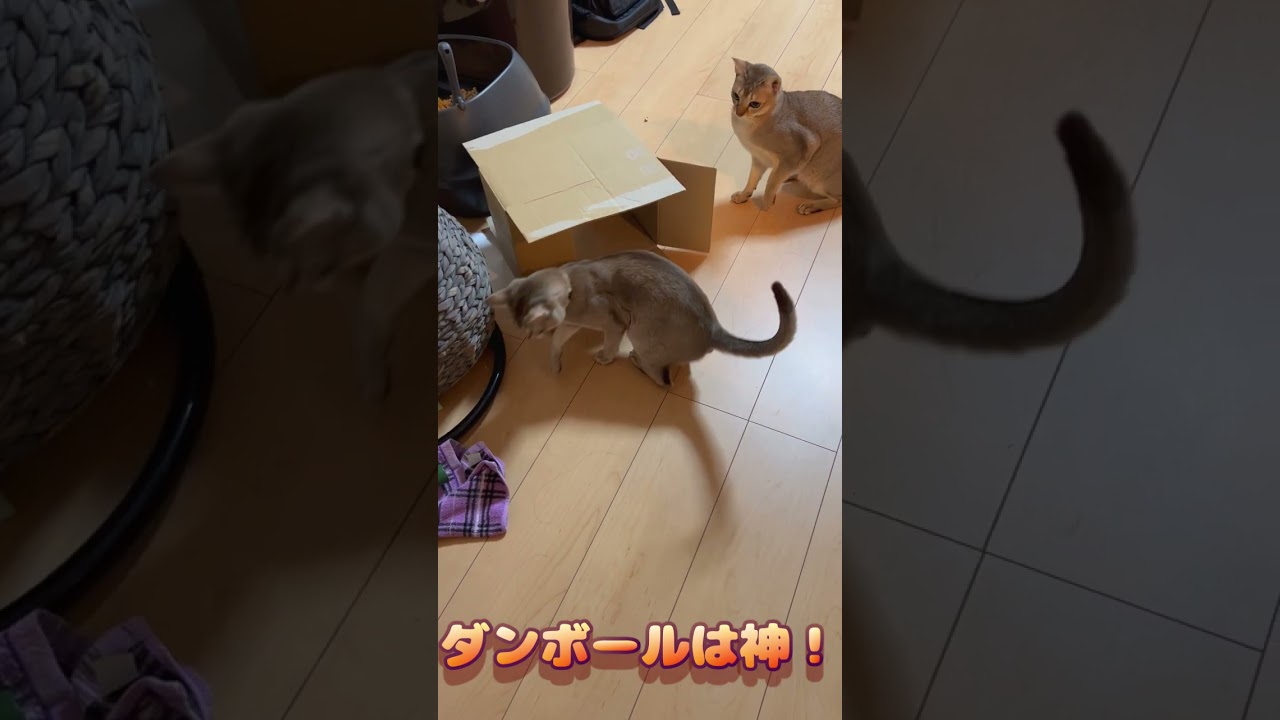 段ボールの魅力って #cat #cute #shorts #シンガプーラ #chat #funny #猫 #猫好きさんと繋がりたい #kucing
