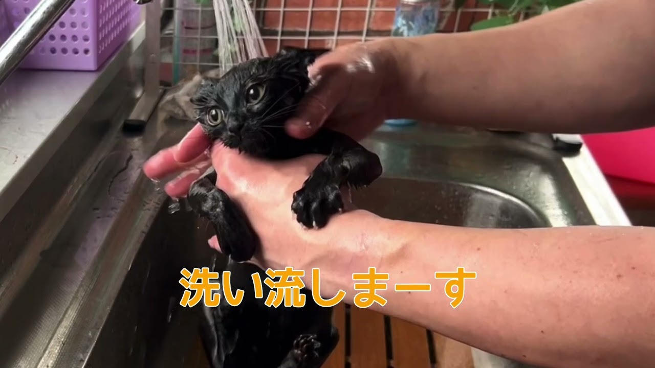 【ナナハチ’s ROOM】ボンベイくんのお風呂