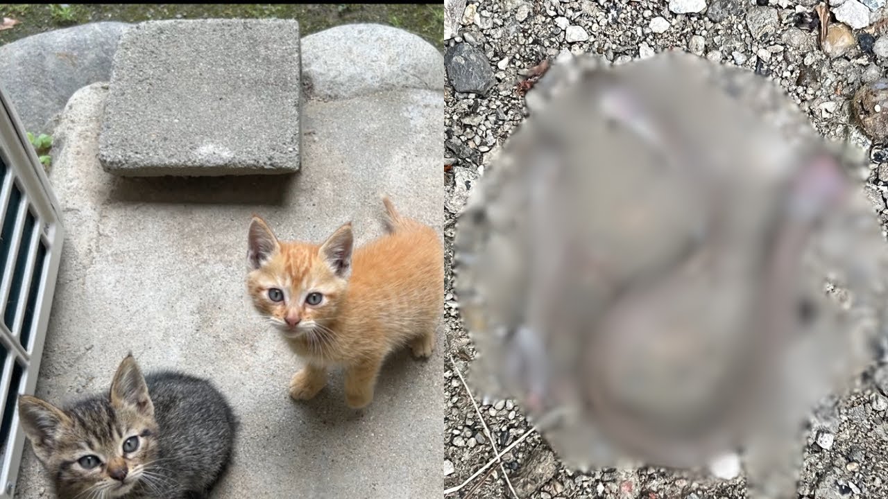 【閲覧注意】子猫がとんでもないヘビを狩ってました...!