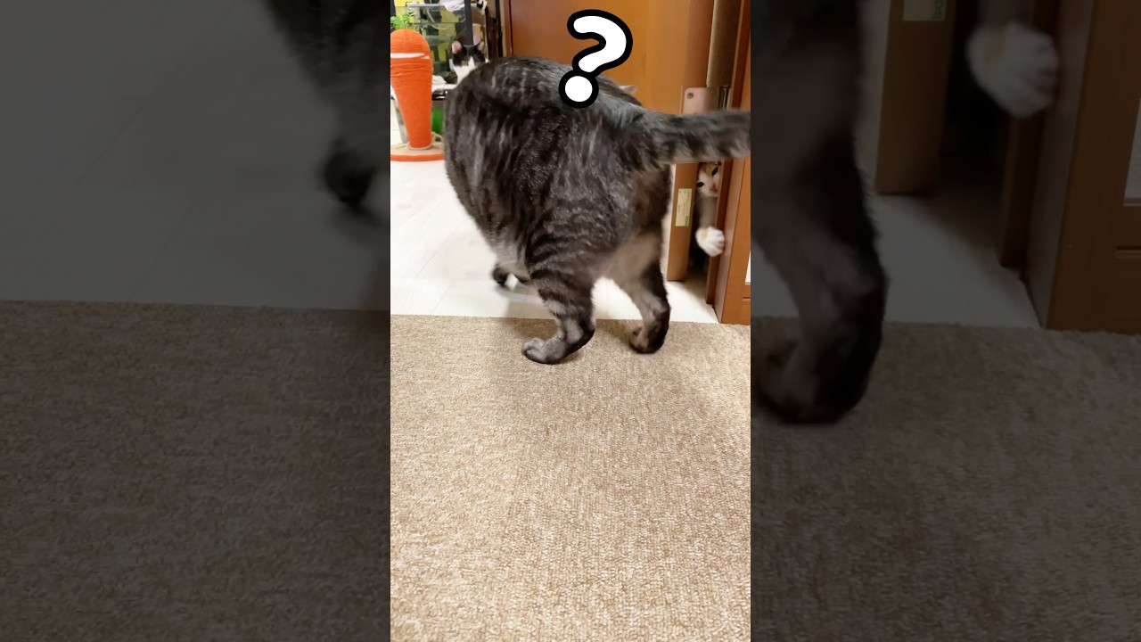 子猫の遊びの誘いについ立ち止まる兄猫#shorts