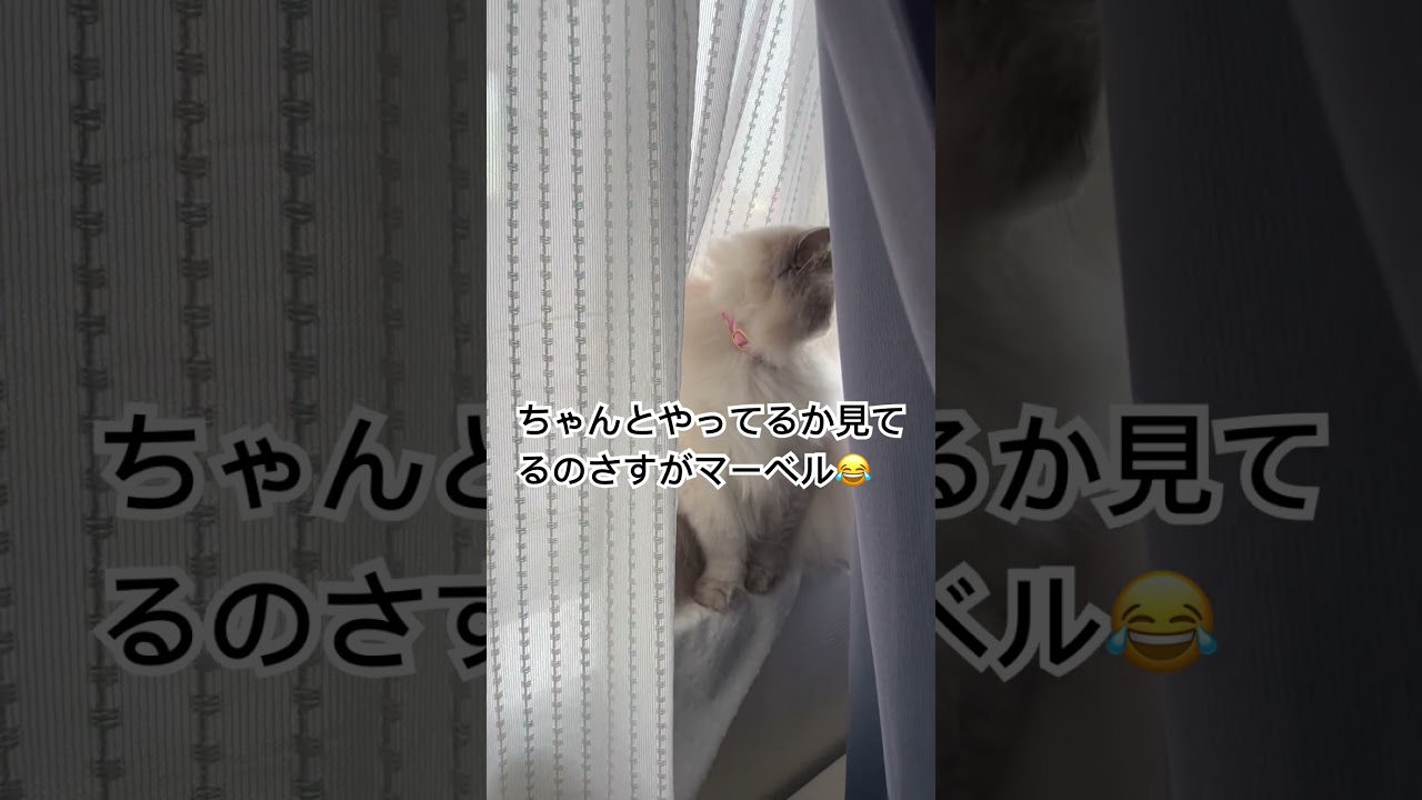 ニャルソックしてるヒマラヤンのマーベル🐈🐾 #shorts #猫のいる暮らし #ニャルソック #ねこ #cat