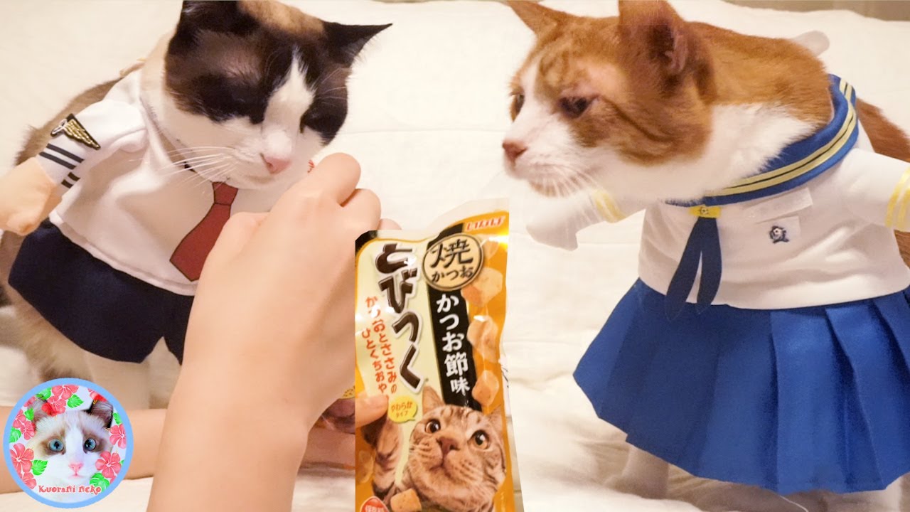 いなばとびつくおやつをめぐり2匹のセーラー猫が揉めてます Cat treats battle
