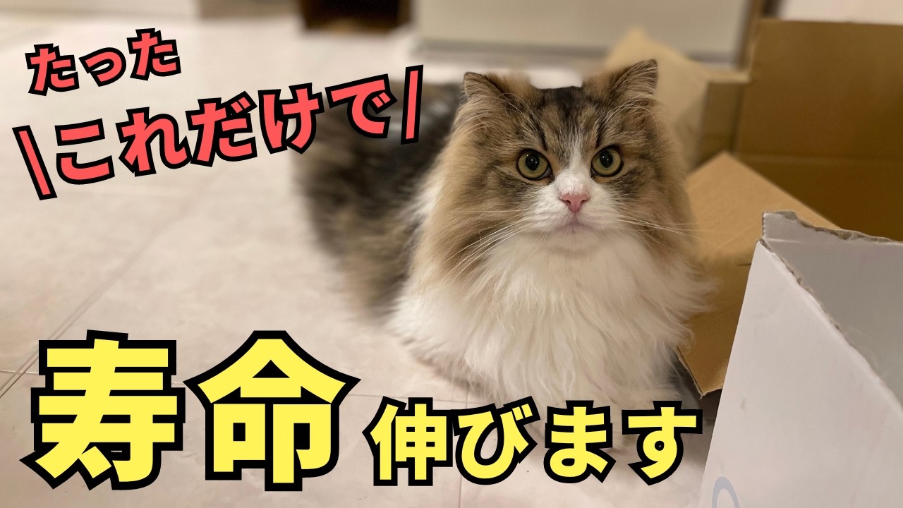 【長寿猫から学ぶ】猫が長生きする６つの秘訣