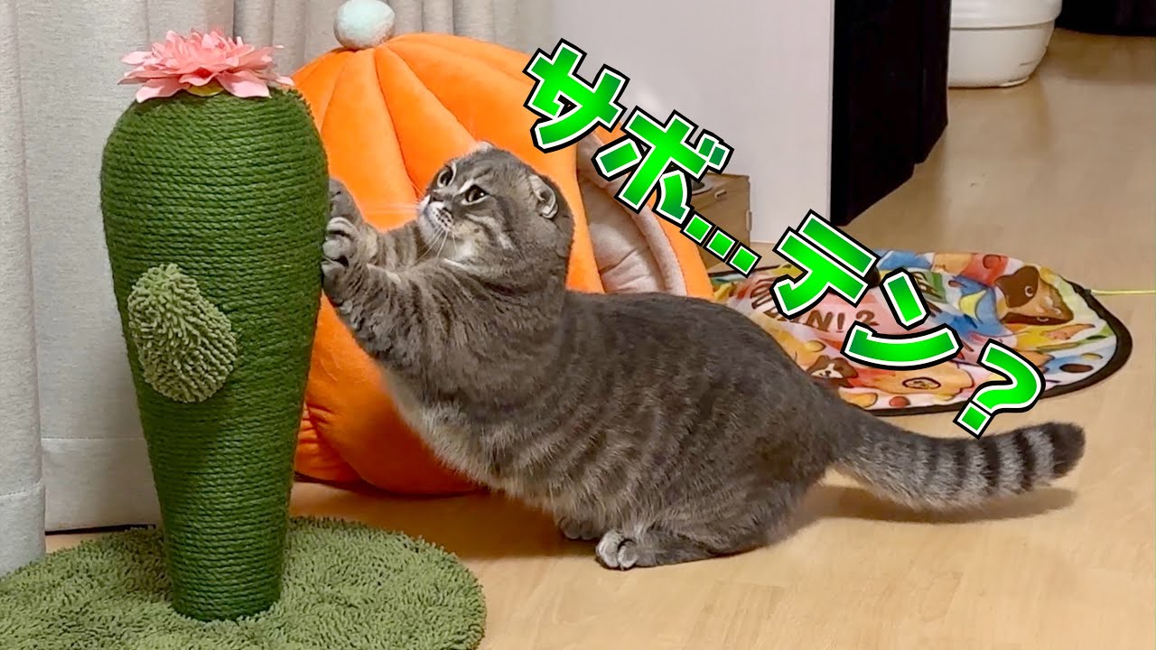 サボテンを猫にプレゼントしたらこうなりました笑[爪研ぎ][マンチカン]
