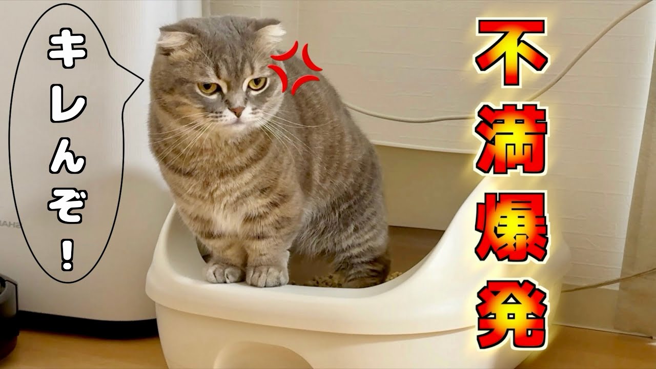 トイレが汚くてブチギレ寸前の猫がこちらです笑[マンチカンの銀時]