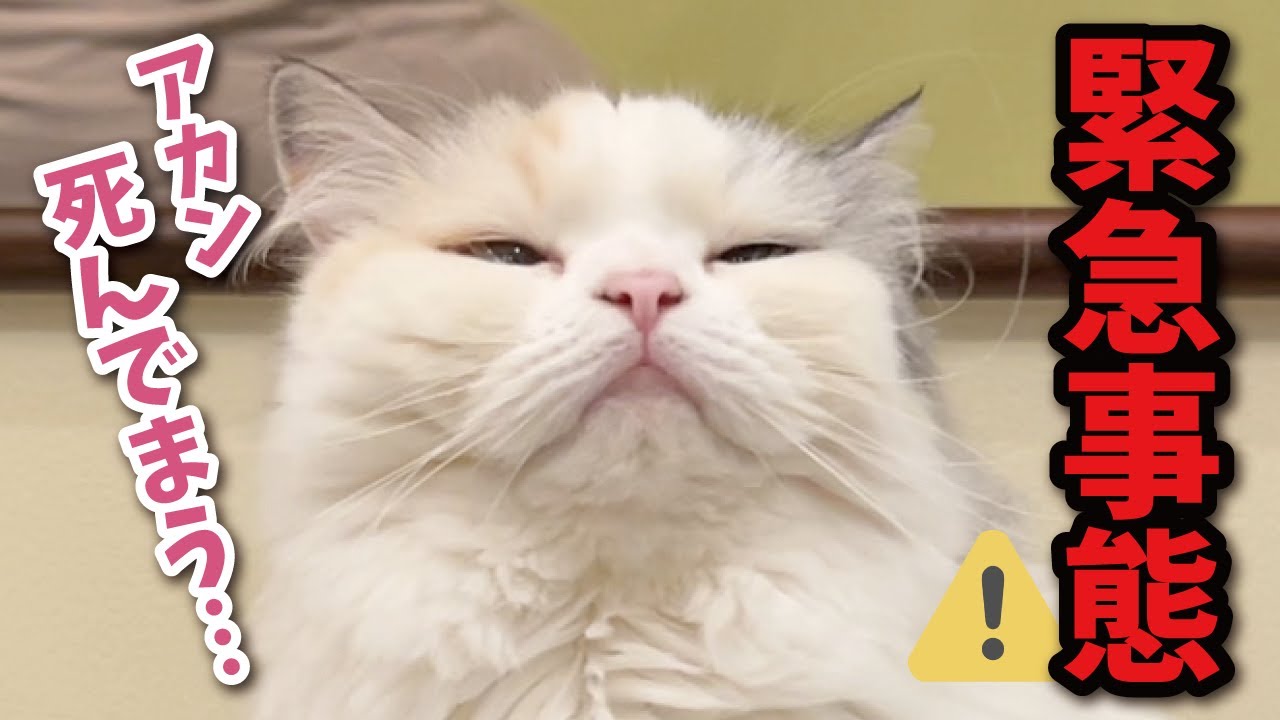 動画の最後…すごいものが見れちゃいます【関西弁でしゃべる猫】【猫アテレコ】