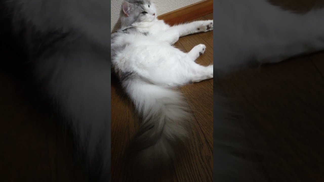 あっ、バイトの時だ！ #shorts #猫