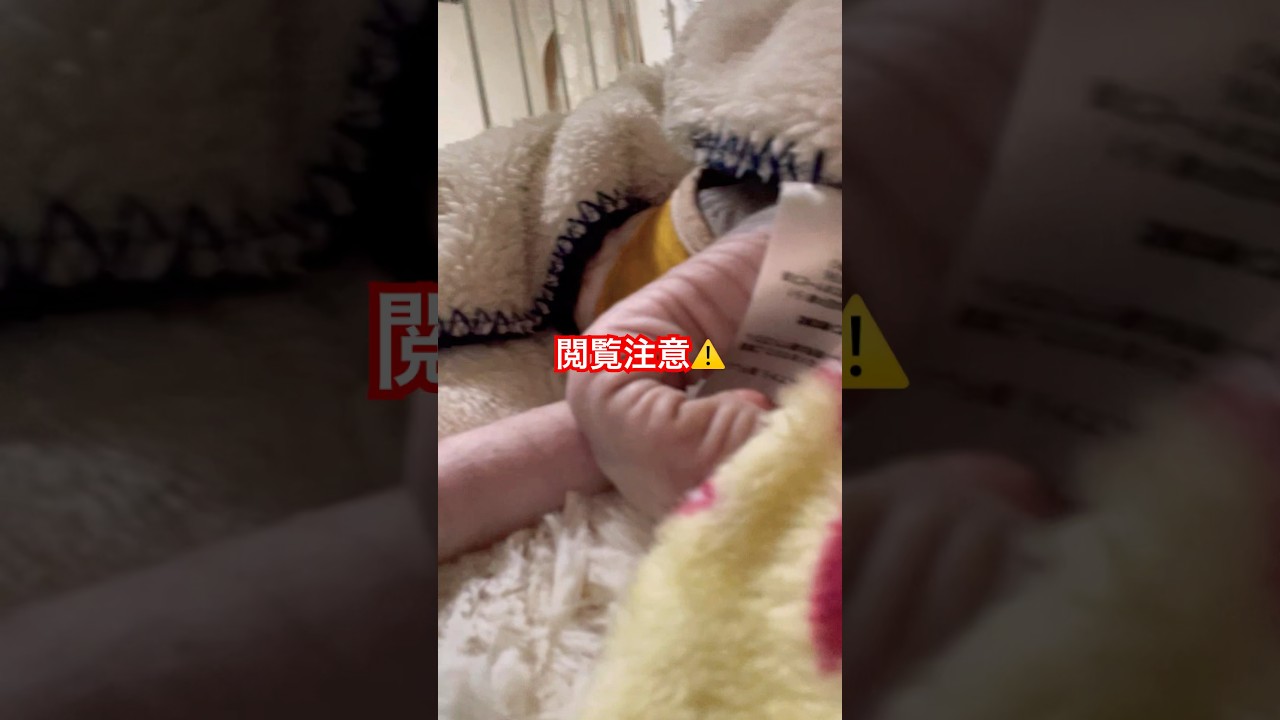 スフィンクス猫についての情報#cat #猫 #shorts #sphynx