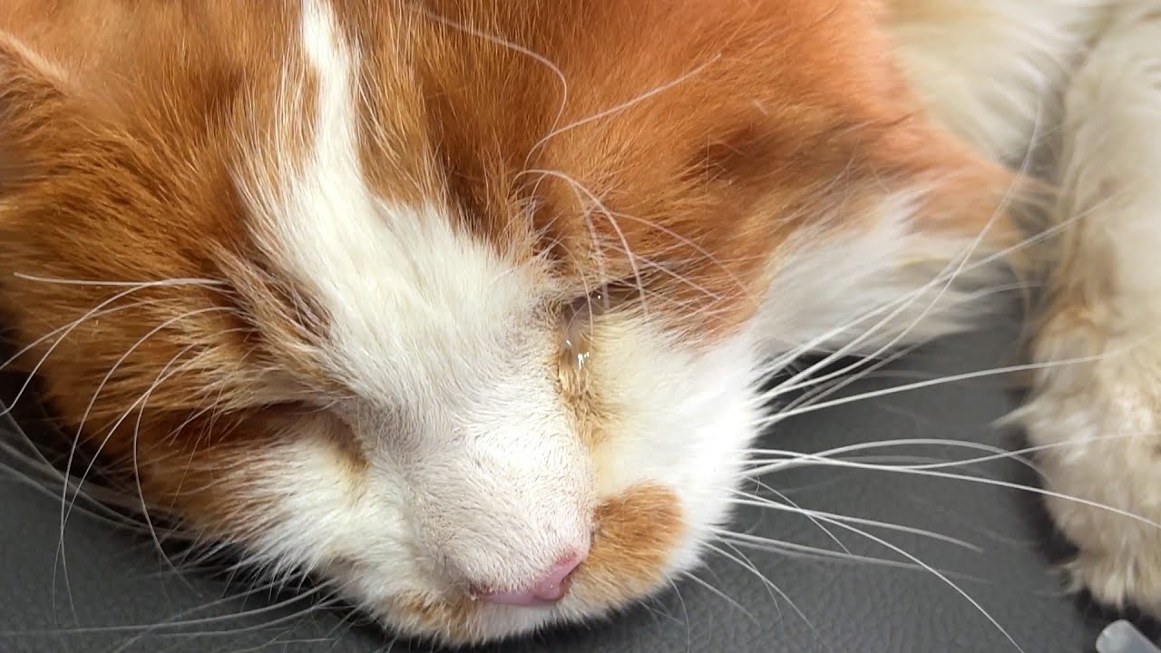 猫が涙を流した理由が悲惨過ぎた・・