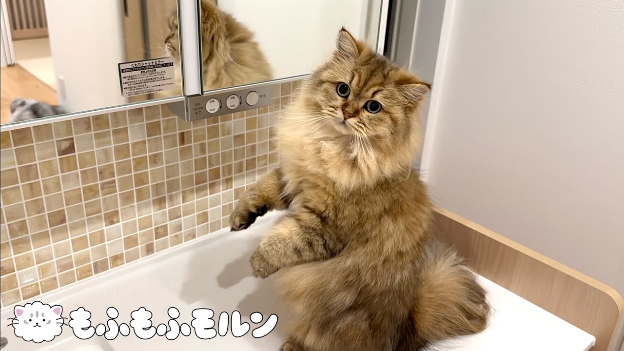 初めて洗面台に上がった猫は… 【サイベリアン】