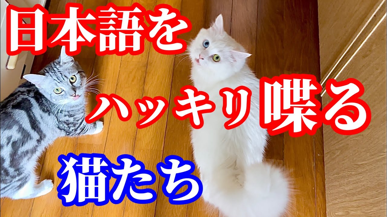 日本語をしゃべる猫たちが可愛すぎる