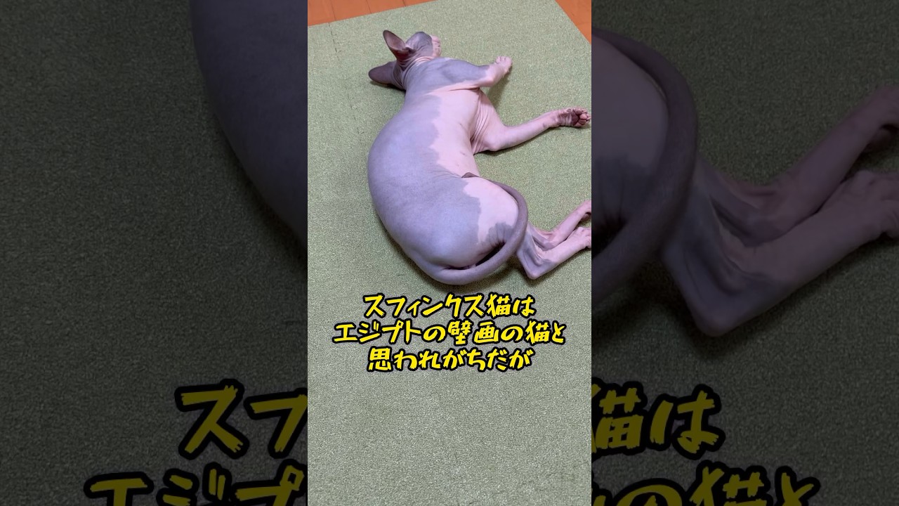 スフィンクス猫についての雑学#shorts #cat #猫 #sphynx#sphynxcat